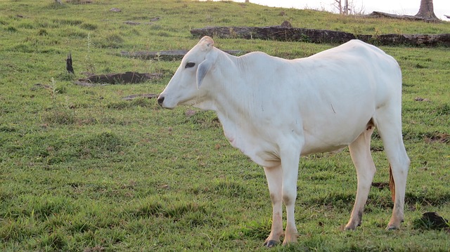 gaura gaay by mahadevi Vermia गौरा गाय , लेखक - महादेवी वर्मा | Hindi Story | Kahaniya | हिंदी कहानिया